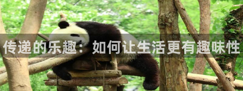 辉达平台游戏官网入口：传递的乐趣：如何让生活更有趣味性